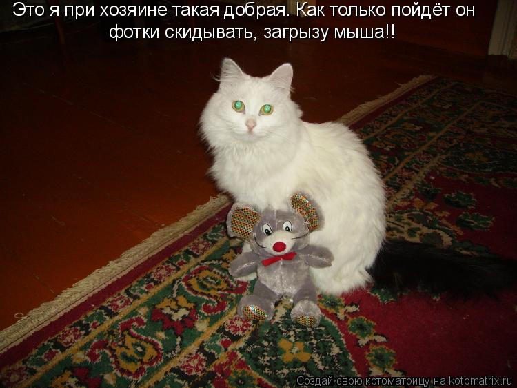Это я при хозяине такая добрая. Как только пойдёт он фотки скидывать, загрызу мыша!!... Котоматрица: Это я при хозяине такая добрая. Как только пойдёт он фотки скидывать, загрызу мыша!!