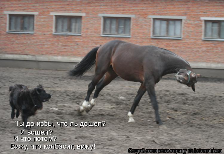 Ты до избы, что ль дошел? И вошел? И что потом? Вижу, что колбасит, вижу!... Котоматрица: Ты до избы, что ль дошел? И вошел? И что потом? Вижу, что колбасит, вижу!