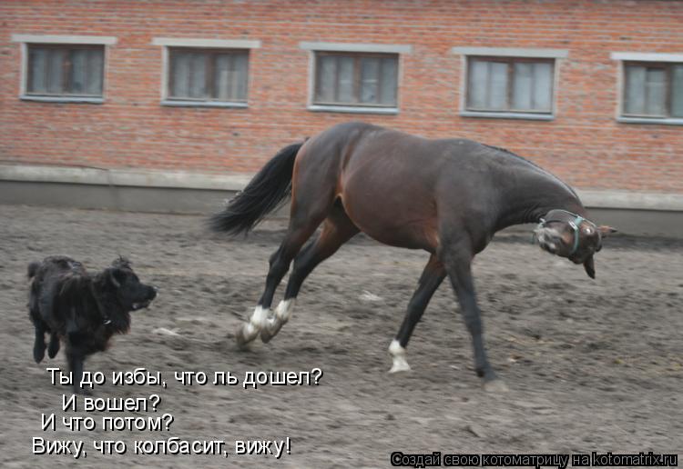 Котоматрица: Ты до избы, что ль дошел? И вошел? И что потом? Вижу, что колбасит, вижу!