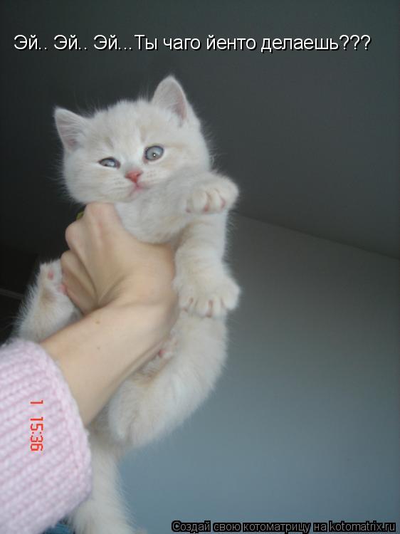Эй.. Эй.. Эй...Ты чаго йенто делаешь???... Котоматрица: Эй.. Эй.. Эй...Ты чаго йенто делаешь???