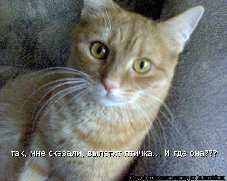 так, мне сказали, вылетит птичка... И где она???... Котоматрица: так, мне сказали, вылетит птичка... И где она???