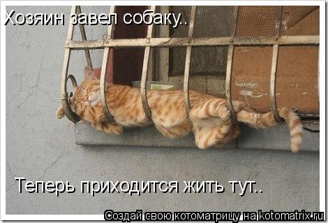 Котоматрица: Хозяин завел собаку.. Теперь приходится жить тут..