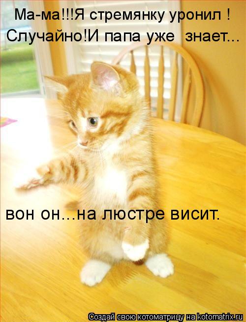 Ма-ма!!!Я стремянку уронил ! Случайно!И папа уже знает... вон он...на люстре висит.... Котоматрица: Ма-ма!!!Я стремянку уронил ! Случайно!И папа уже знает... вон он...на люстре висит.