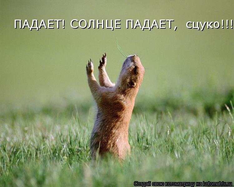 ПАДАЕТ! СОЛНЦЕ ПАДАЕТ, сцуко!!!... Котоматрица: ПАДАЕТ! СОЛНЦЕ ПАДАЕТ, сцуко!!!