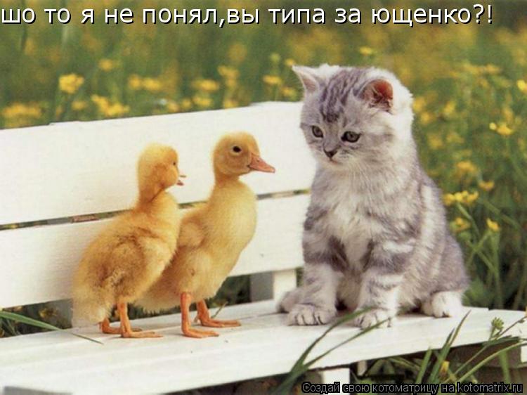 шо то я не понял,вы типа за ющенко?!... Котоматрица: шо то я не понял,вы типа за ющенко?!