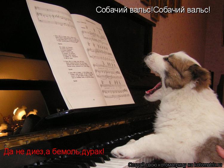 Собачий вальс!Собачий вальс! Да не диез,а бемоль,дурак!... Котоматрица: Собачий вальс!Собачий вальс! Да не диез,а бемоль,дурак!