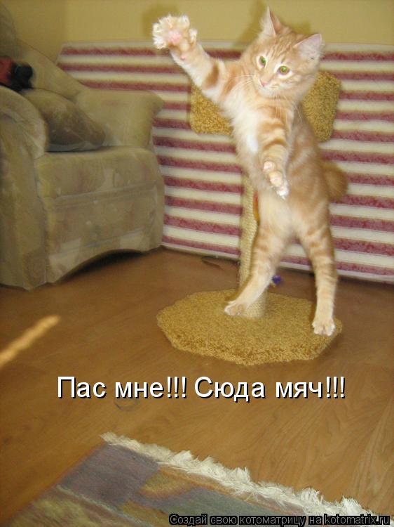Пас мне!!! Сюда мяч!!!... Котоматрица: Пас мне!!! Сюда мяч!!!