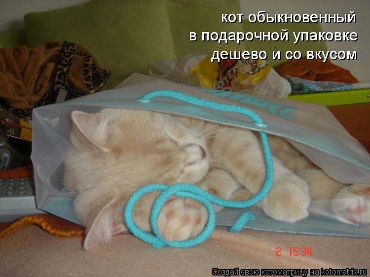 кот обыкновенный в подарочной упаковке дешево и со вкусом... Котоматрица: кот обыкновенный в подарочной упаковке дешево и со вкусом