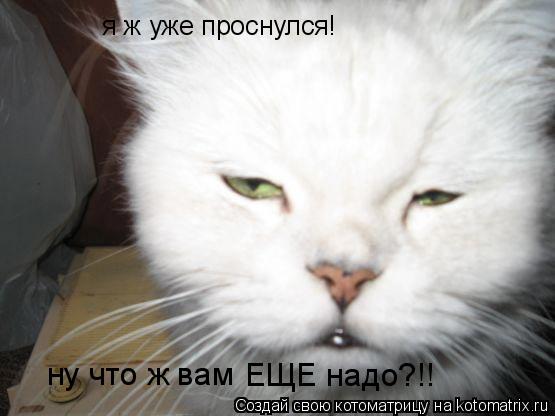 я ж уже проснулся! ну что ж вам ЕЩЕ надо?!!... Котоматрица: я ж уже проснулся! ну что ж вам ЕЩЕ надо?!!