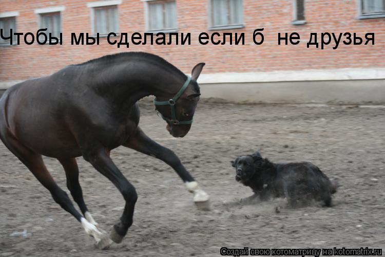 Чтобы мы сделали если б не друзья... Котоматрица: Чтобы мы сделали если б не друзья