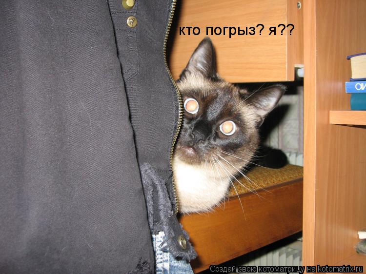 кто погрыз? я??... Котоматрица: кто погрыз? я??