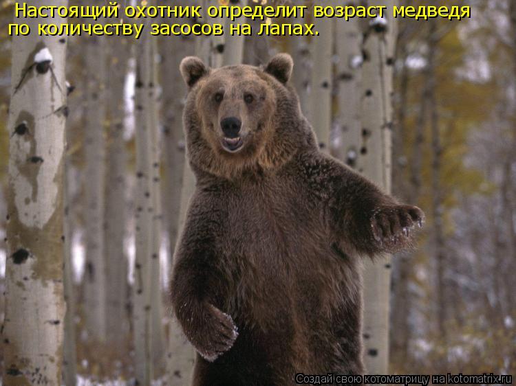 Настоящий охотник определит возраст медведя по количеству засосов на лапах.... Котоматрица: Настоящий охотник определит возраст медведя по количеству засосов на лапах.