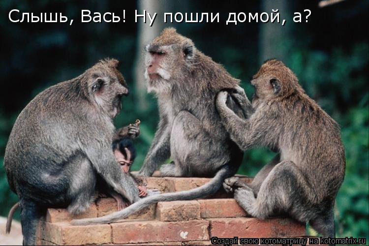 Слышь, Вась! Ну пошли домой, а?... Котоматрица: Слышь, Вась! Ну пошли домой, а?