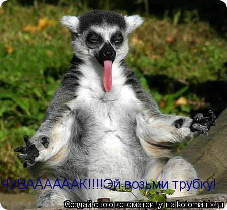 ЧУВААААААААК!!!! ЧУВААААААК!!!!Эй возьми трубку!... Котоматрица: ЧУВААААААААК!!!! ЧУВААААААК!!!!Эй возьми трубку!