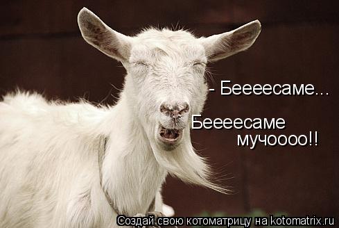 - Беееесаме... Беееесаме мучоооо!!... Котоматрица: - Беееесаме... Беееесаме мучоооо!!