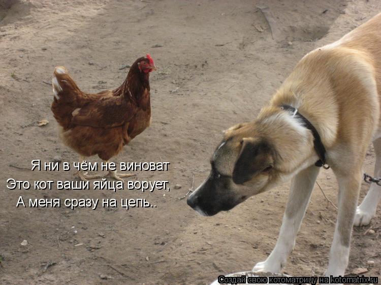 Я ни в чём не виноват Это кот ваши яйца ворует, А меня сразу на цепь..... Котоматрица: Я ни в чём не виноват Это кот ваши яйца ворует, А меня сразу на цепь..