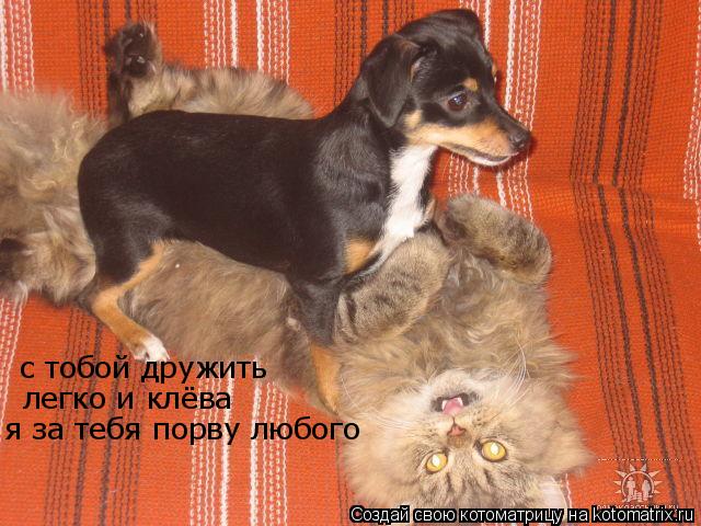 с тобой дружить легко и клёва я за тебя порву любого... Котоматрица: с тобой дружить легко и клёва я за тебя порву любого