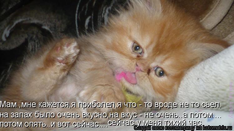 Мам ,мне кажется,я приболел,я что - то вроде не то сьел, на запах было очень вкусно,на вкус - не очен... Котоматрица: Мам ,мне кажется,я приболел,я что - то вроде не то сьел, на запах было очень вкусно,на вкус - не очень..а потом.... потом опять..и вот сейчас.... сей