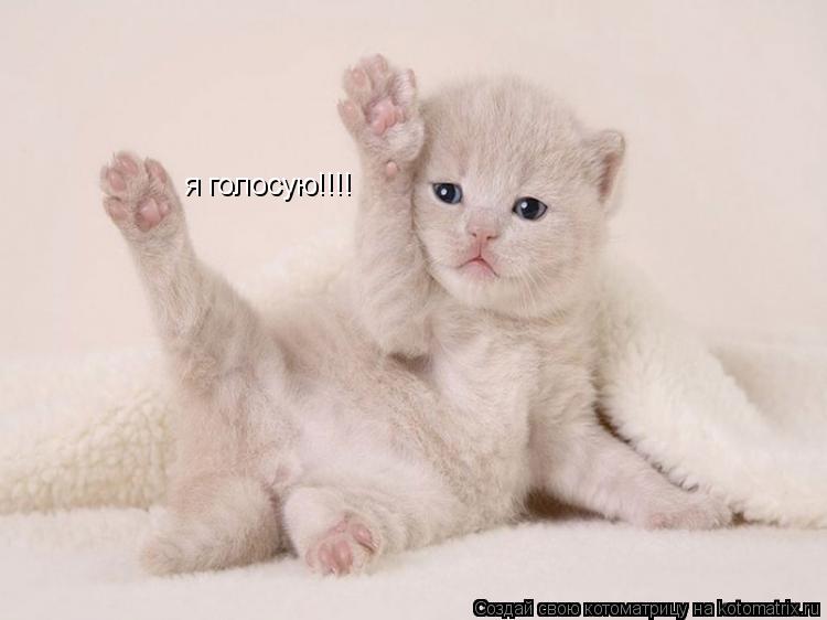 я голосую!!!!... Котоматрица: я голосую!!!!