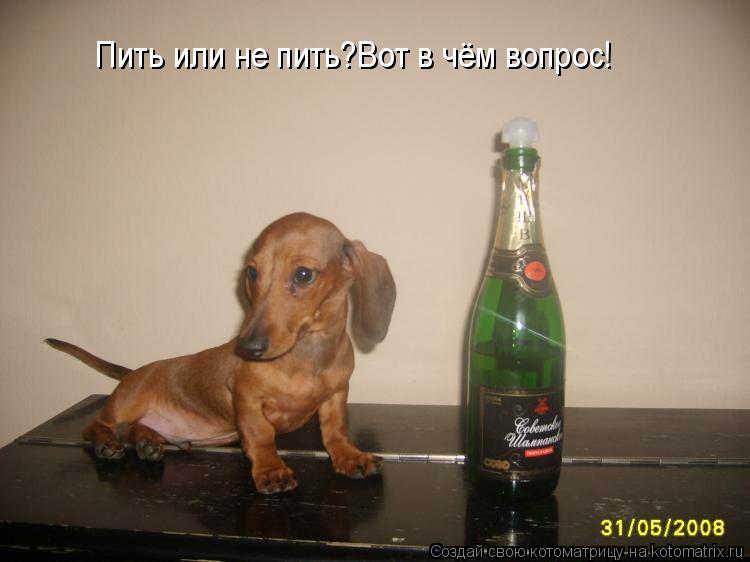 Пить или не пить?Вот в чём вопрос!... Котоматрица: Пить или не пить?Вот в чём вопрос!