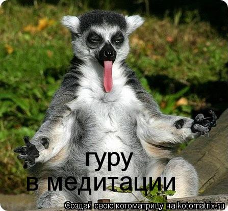 гуру в медитации... Котоматрица: гуру в медитации