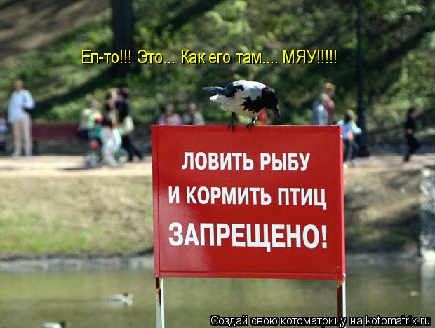 Еп-то!!! Это... Как его там.... МЯУ!!!!!... Котоматрица: Еп-то!!! Это... Как его там.... МЯУ!!!!!