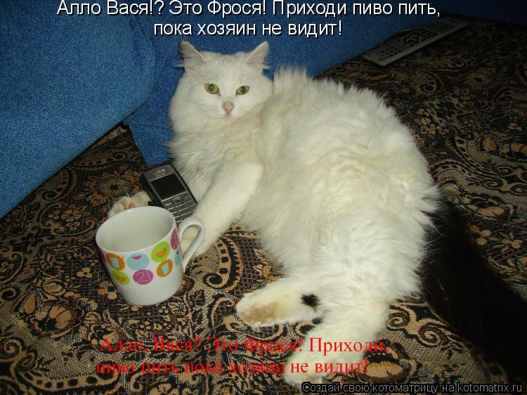 Алло Вася!? Это Фрося! Приходи пиво пить, пока хозяин не видит!... Котоматрица: Алло Вася!? Это Фрося! Приходи пиво пить, пока хозяин не видит!