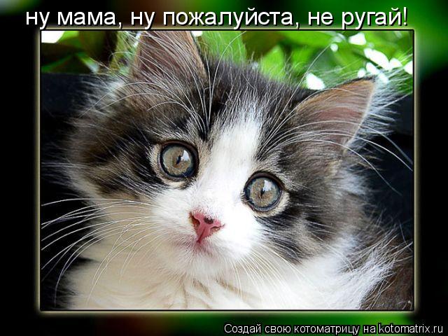 ну мама, ну пожалуйста, не ругай!... Котоматрица: ну мама, ну пожалуйста, не ругай!