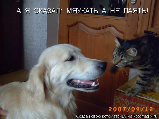 А Я СКАЗАЛ: МЯУКАТЬ, А НЕ ЛАЯТЬ!... Котоматрица: А Я СКАЗАЛ: МЯУКАТЬ, А НЕ ЛАЯТЬ!