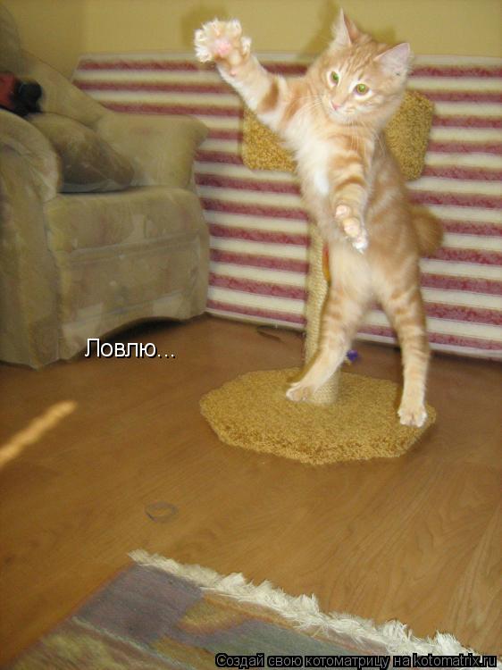Ловлю...... Котоматрица: Ловлю...