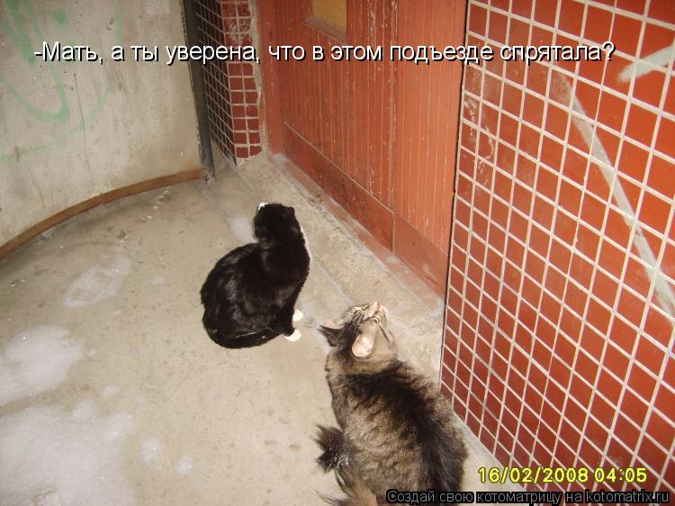 -Мать, а ты уверена, что в этом подъезде спрятала?... Котоматрица: -Мать, а ты уверена, что в этом подъезде спрятала?