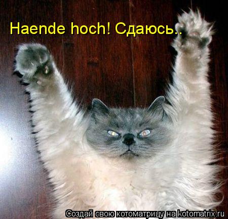 Haende hoch! Сдаюсь..... Котоматрица: Haende hoch! Сдаюсь..