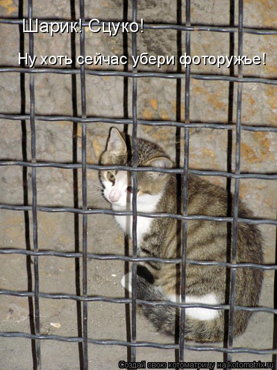 Шарик! Сцуко! Ну хоть сейчас убери фоторужье!... Котоматрица: Шарик! Сцуко! Ну хоть сейчас убери фоторужье!