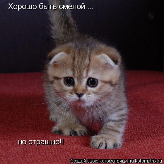 Хорошо быть смелой.... но страшно!! но страшно!!... Котоматрица: Хорошо быть смелой.... но страшно!! но страшно!!