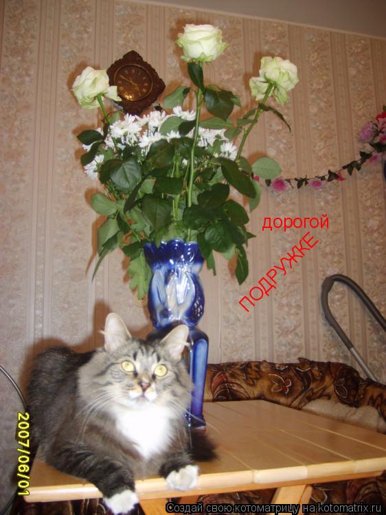 дорогой ПОДРУЖКЕ... Котоматрица: дорогой ПОДРУЖКЕ