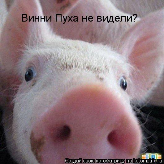 Винни Пуха не видели?... Котоматрица: Винни Пуха не видели?