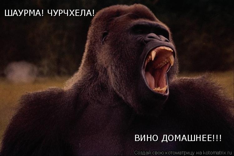 ШАУРМА! ЧУРЧХЕЛА! ВИНО ДОМАШНЕЕ!!!... Котоматрица: ШАУРМА! ЧУРЧХЕЛА! ВИНО ДОМАШНЕЕ!!!