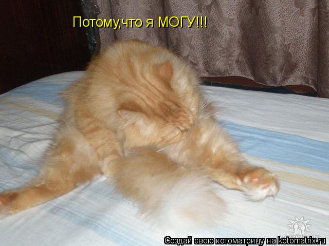 Котоматрица: Потому,что я МОГУ!!!