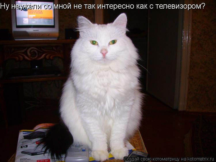 Ну неужели со мной не так интересно как с телевизором?... Котоматрица: Ну неужели со мной не так интересно как с телевизором?