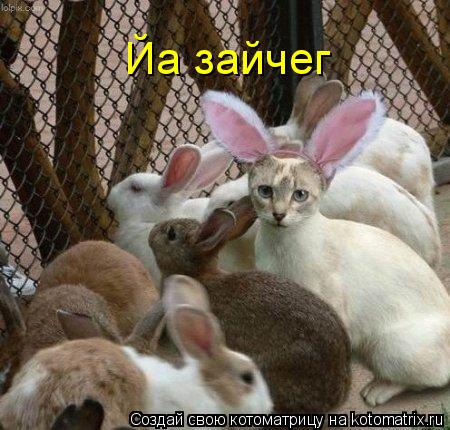 Йа зайчег... Котоматрица: Йа зайчег