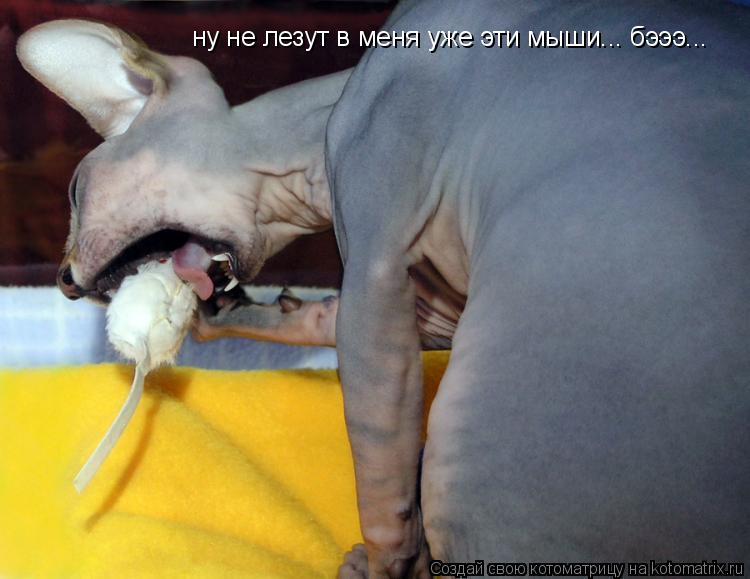 ну не лезут в меня уже эти мыши... бэээ...... Котоматрица: ну не лезут в меня уже эти мыши... бэээ...