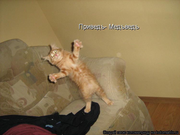 Приведъ- Медъведъ... Котоматрица: Приведъ- Медъведъ