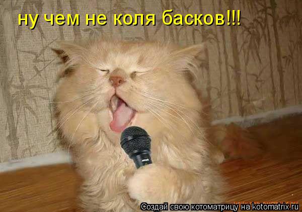 ну чем не коля басков!!!... Котоматрица: ну чем не коля басков!!!