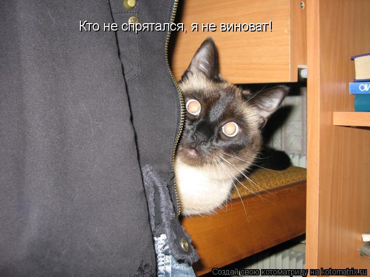 Кто не спрятался, я не виноват!... Котоматрица: Кто не спрятался, я не виноват!