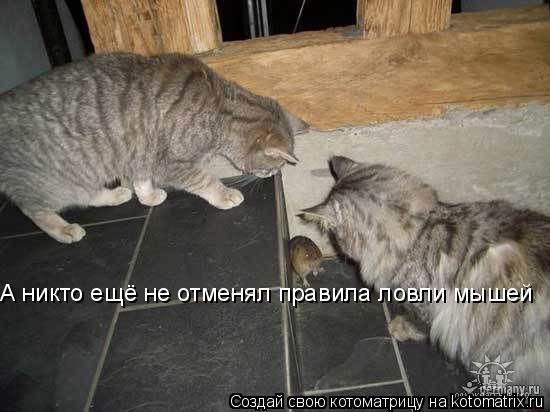 А никто ещё не отменял правила ловли мышей... Котоматрица: А никто ещё не отменял правила ловли мышей