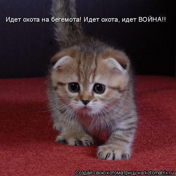 Идет охота на бегемота! Идет охота, идет ВОЙНА!!... Котоматрица: Идет охота на бегемота! Идет охота, идет ВОЙНА!!