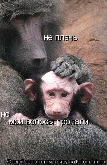 мои волосы пропали не плачь но... Котоматрица: мои волосы пропали не плачь но
