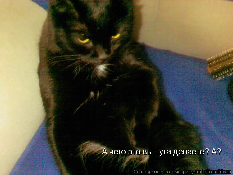 А чего это вы тута делаете? А?... Котоматрица: А чего это вы тута делаете? А?