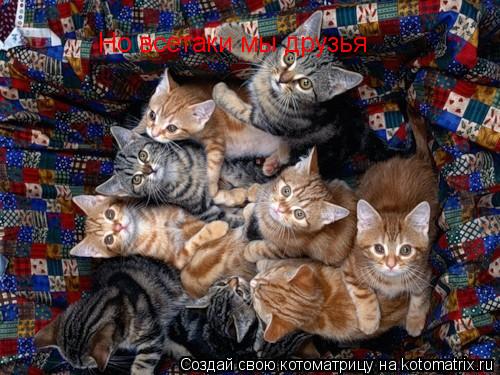 Но всетаки мы друзья... Котоматрица: Но всетаки мы друзья