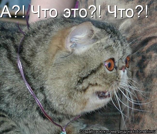 А?! Что это?! Что?!... Котоматрица: А?! Что это?! Что?!